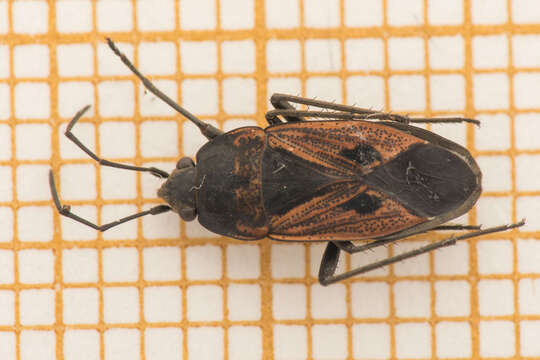 Image of Rhyparochromus (Rhyparochromus) phoeniceus (Rossi 1794)