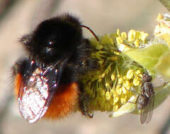 Image of Bumblebees