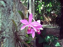 Image of Violet Cattleya