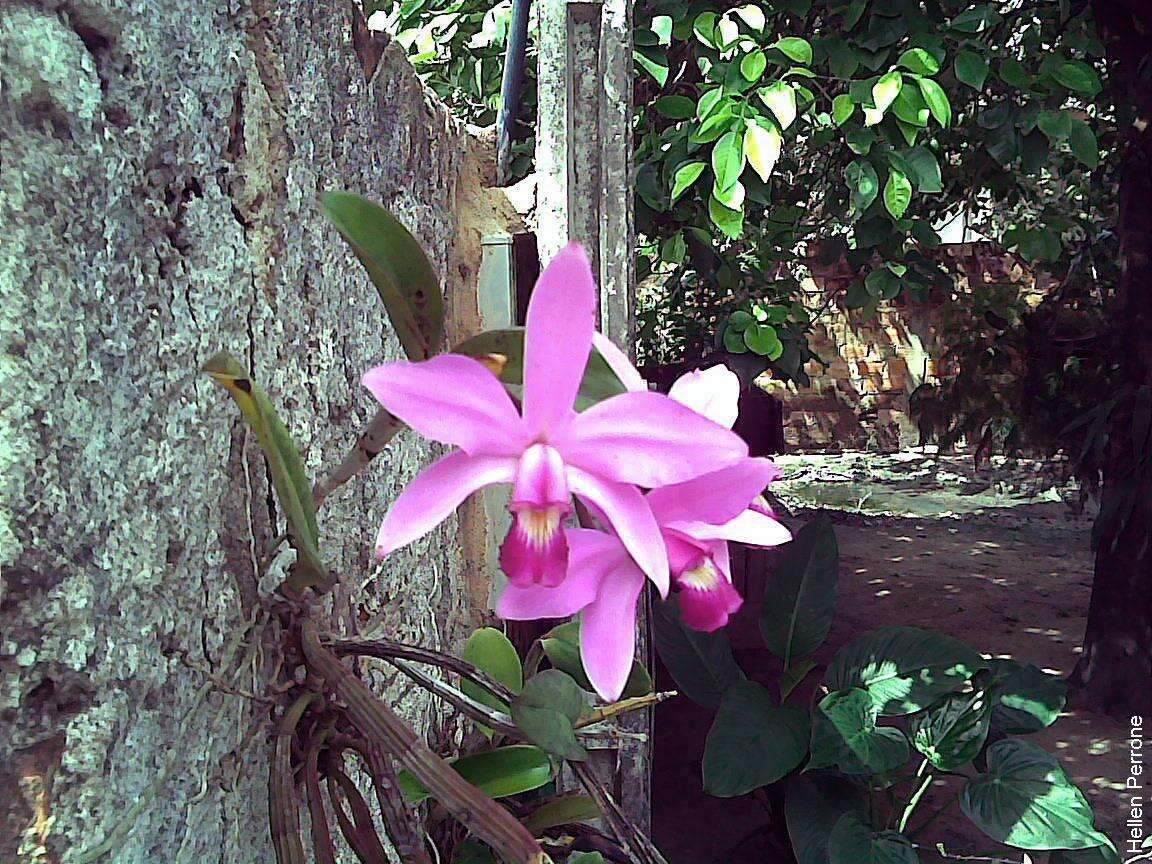 Image of Violet Cattleya