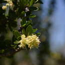 Image of Trevoa quinquenervia Gill. & Hook.