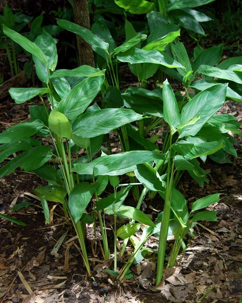 Image of arrowroot