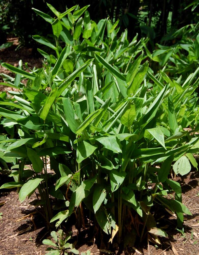 Image of arrowroot