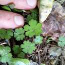 Imagem de Hydrocotyle elongata A. Cunn. ex Hook. fil.