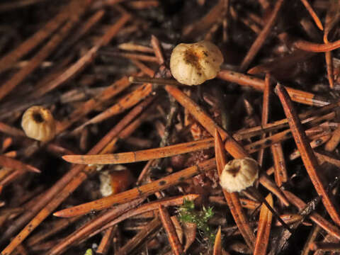 Image of Marasmius wettsteinii Sacc. & P. Syd. 1899