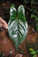 Anthurium ochranthum K. Koch resmi