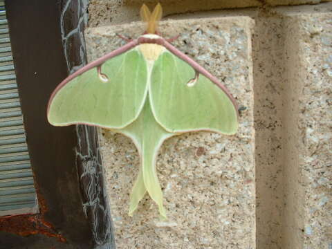 Image of Luna Moth