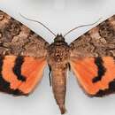 Image of Hermia Underwing