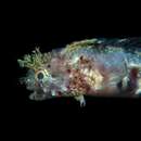 Image of Warthead blenny
