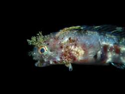 Image of Warthead blenny