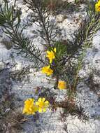 Image of coastal plain honeycombhead