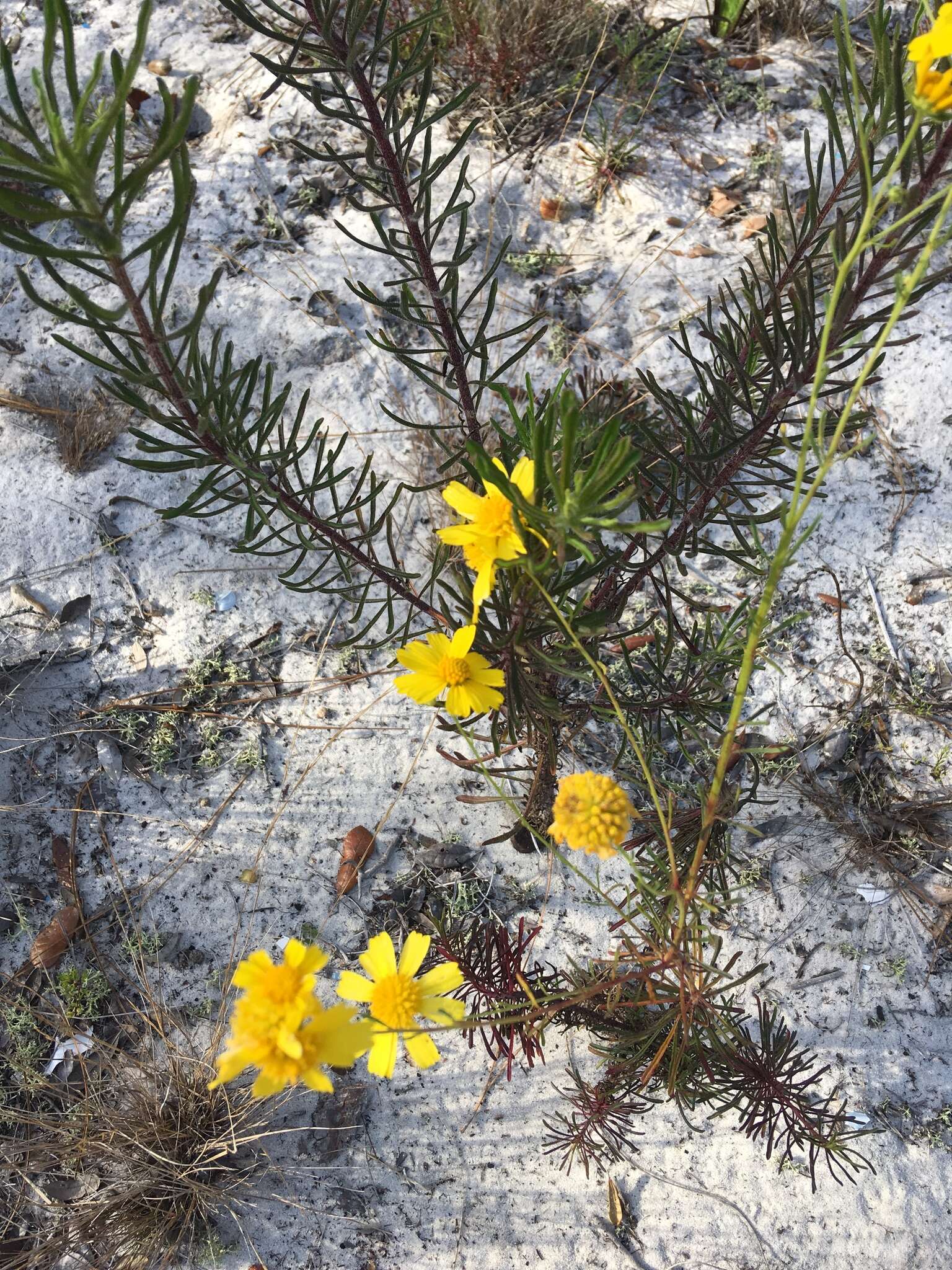 Image of coastal plain honeycombhead