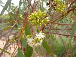 صورة Eucalyptus microcarpa (Maiden) Maiden