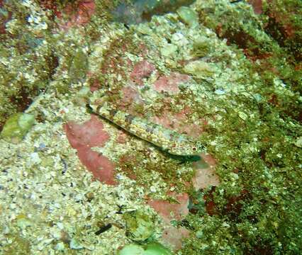 Image of Lighthouse lizardfish