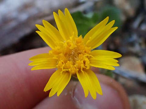 Arnica cernua Howell的圖片