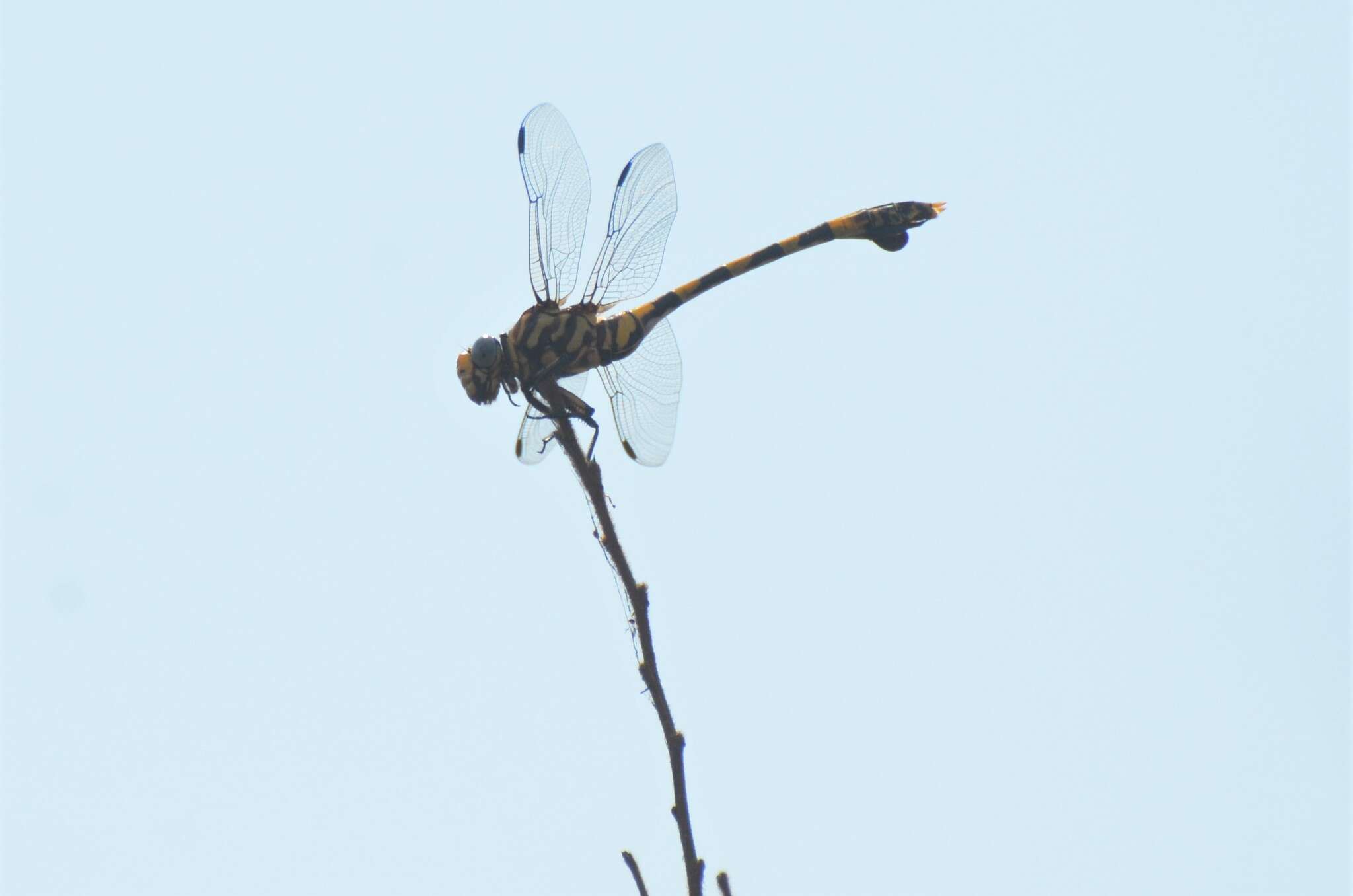 صورة Ictinogomphus ferox (Rambur 1842)