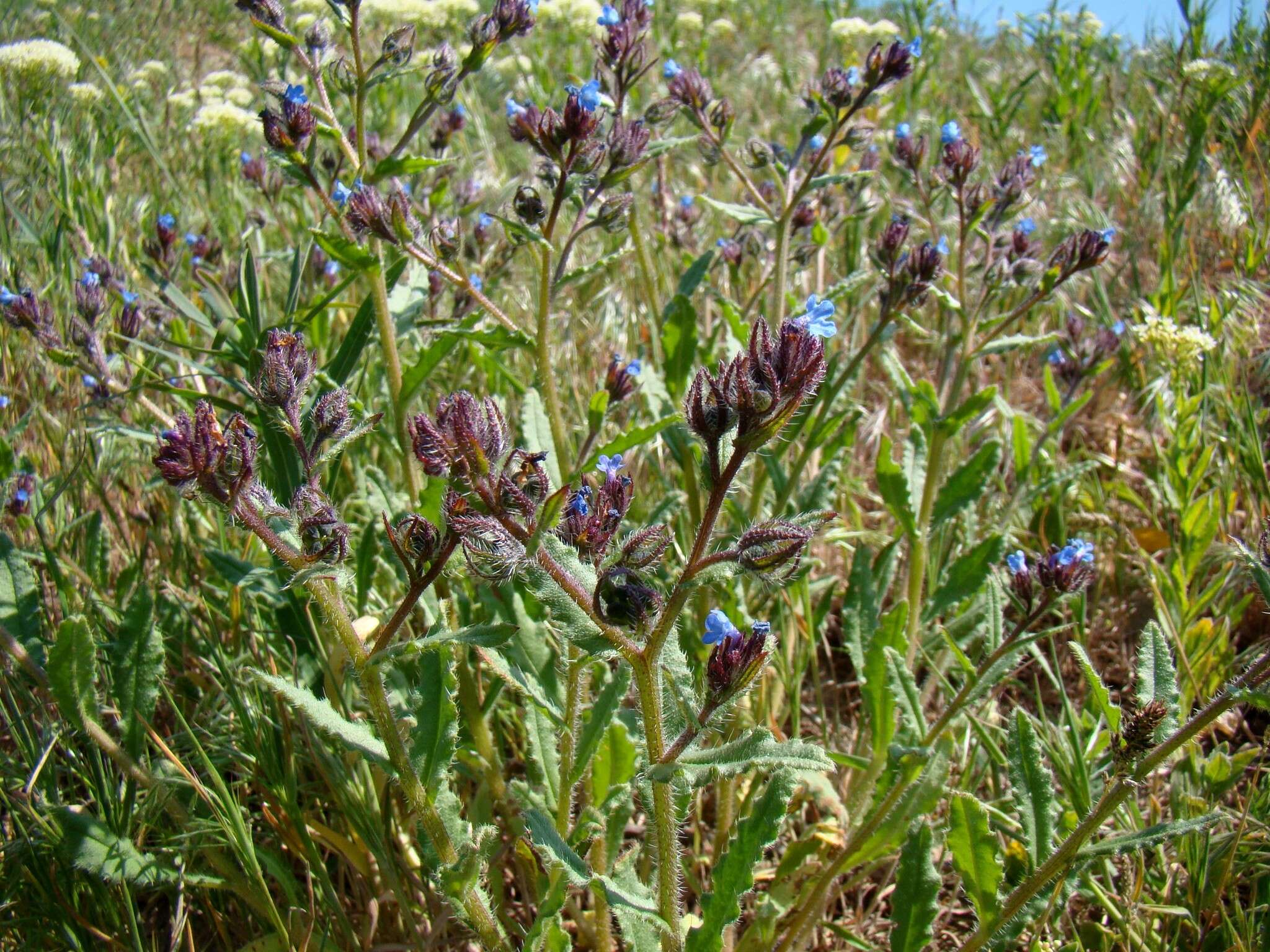 Image of Lycopsis arvensis subsp. orientalis (L.) Kuzn.