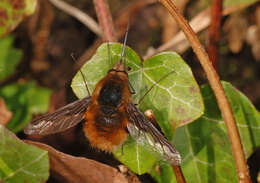 Image of Large bee-fly