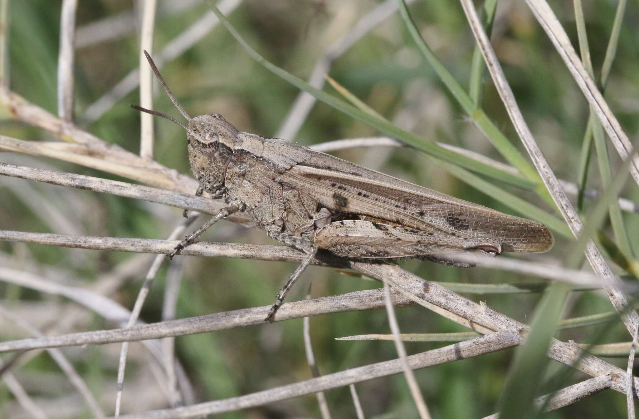 Chimarocephala elongata Rentz & D. C. F. 1977的圖片