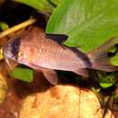 Image de Corydoras metae Eigenmann 1914