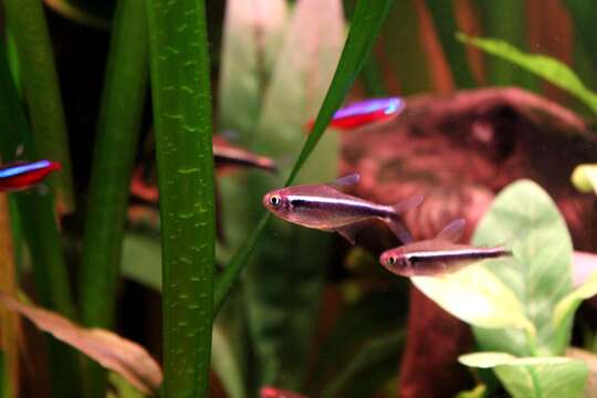 Image of Black neon tetra