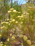 Image of Wild Rosemary