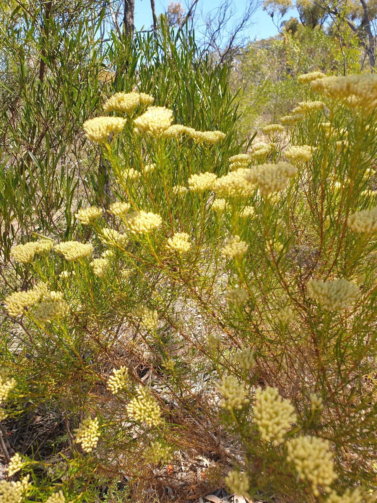 Cassinia laevis R. Br. resmi