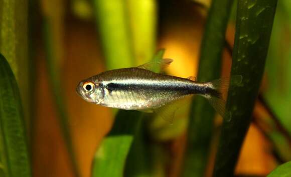 Image of Black neon tetra