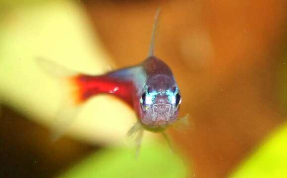 Image of cardinal tetra