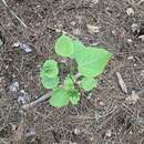 Image of Stigmella populetorum (Frey & Boll 1878) Wilkinson et al. 1979