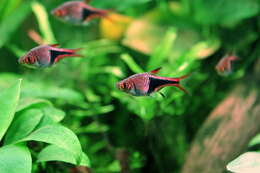 Image of Harlequin rasbora