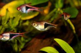 Image of Harlequin rasbora