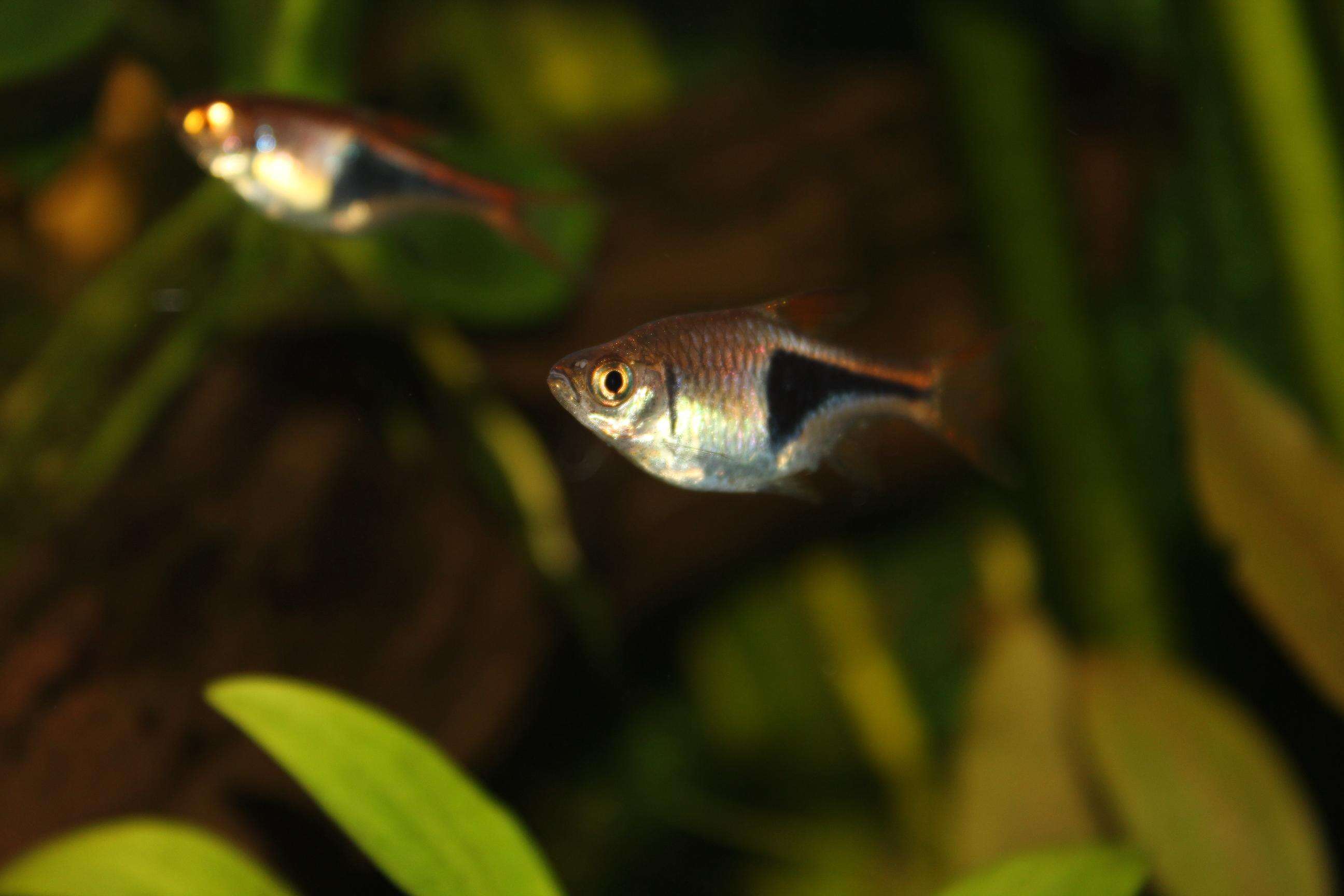 Image of Harlequin rasbora