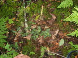 Image de Goodyérie à feuilles oblongues