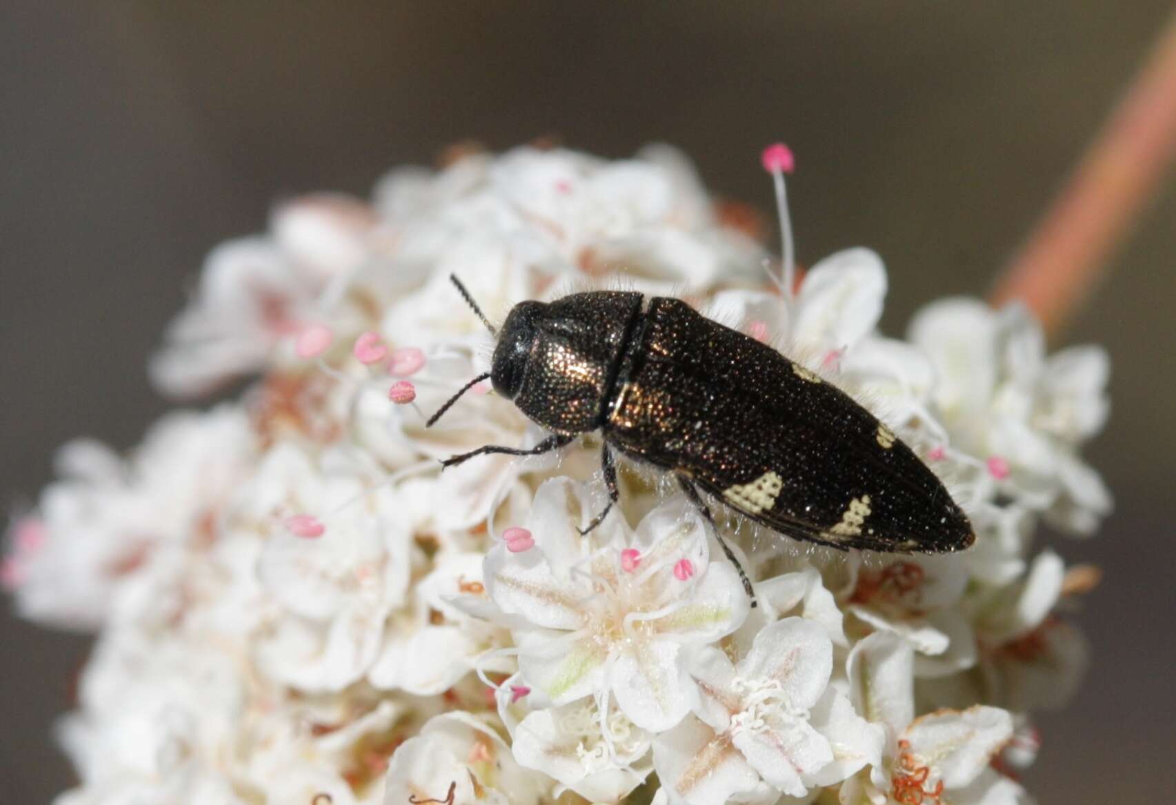 Image of Acmaeodera prorsa Fall 1899