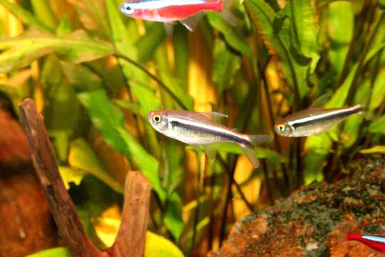 Image of Black neon tetra