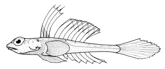 Image of Bight stinkfish