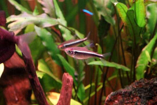 Image of Black neon tetra