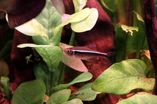 Image of Black neon tetra