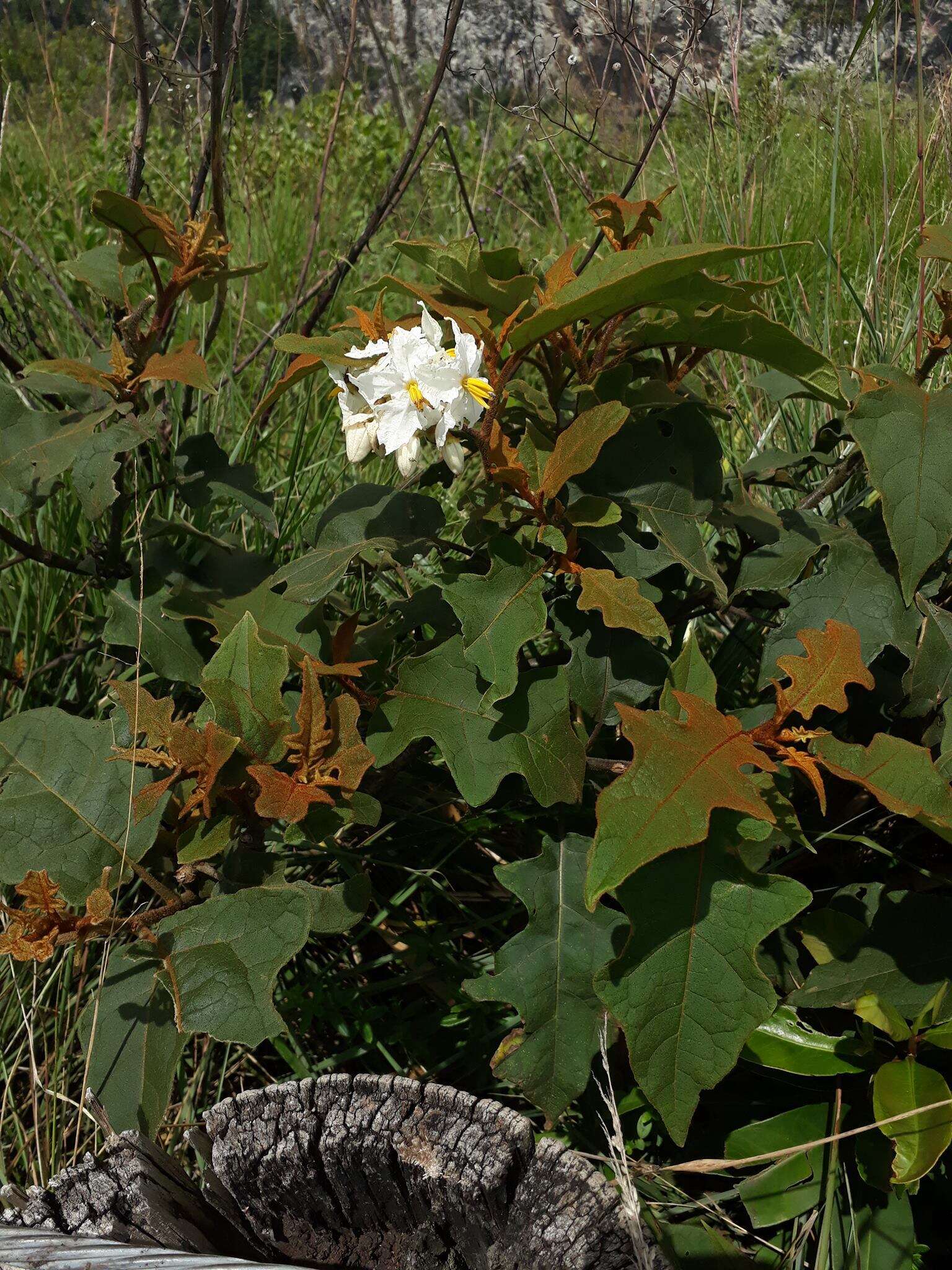 Image of Solanum variabile Mart.