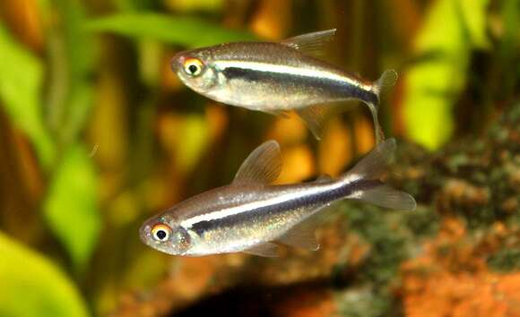 Image of Black neon tetra