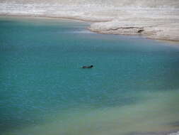 Image of Horned Coot