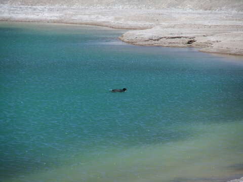 Image of Horned Coot