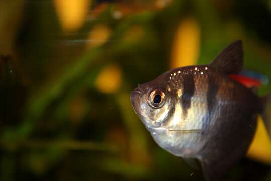 Image of black tetra