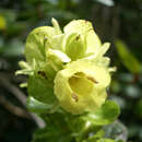 Strobilanthes calycina Nees resmi