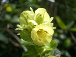 Plancia ëd Strobilanthes calycina Nees