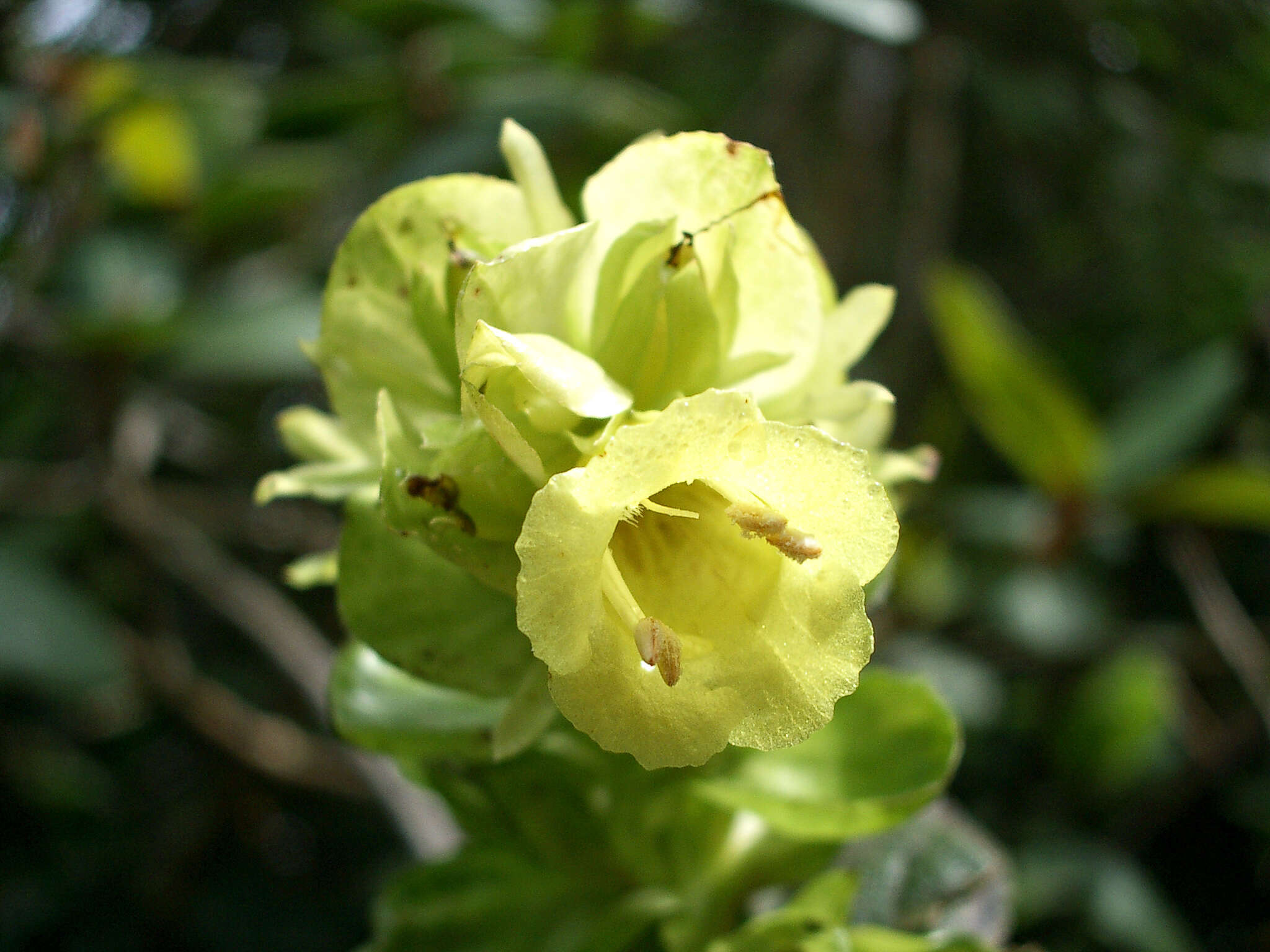 Strobilanthes calycina Nees resmi