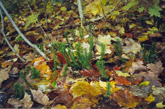 Image of shining clubmoss