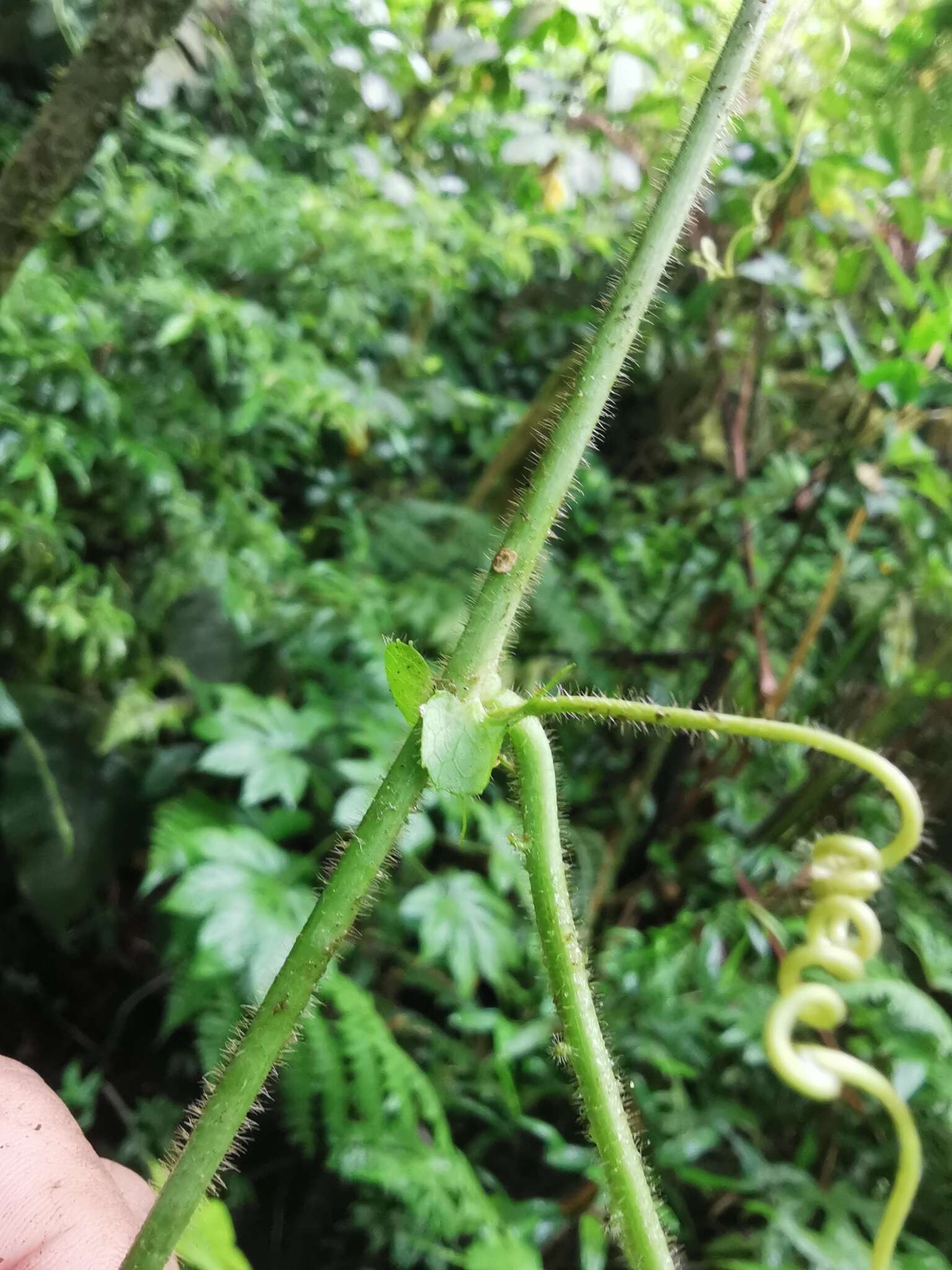 Imagem de Passiflora crassifolia Killip