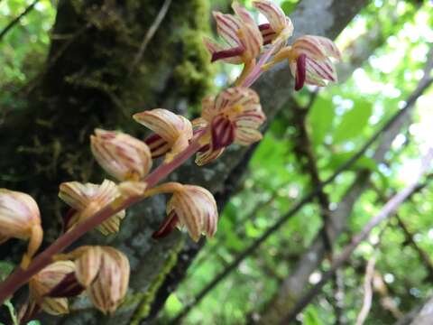 Image of Striped coralroot